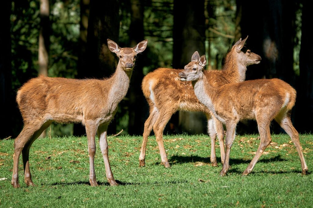 deer, wildlife, red deer-7492128.jpg